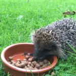 Effective Ways to Quickly Eliminate Bed Bugs, Cockroaches, and Fruit Flies