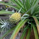 The Power of Wild Lettuce Sap: How to Collect, Use, and Benefit from It