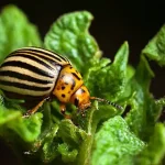 French Beauty Secret: How Coffee and Vinegar Can Transform Your Skin and Health