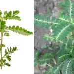 Planting Marigolds in the Garden: The Ultimate Boost for Your Fruit and Veg Plants