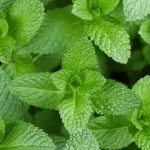 Hydrogen peroxide is a gardener’s all-purpose remedy. Here’s why..