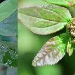 Recipe for the perfect lemonade, it contains no sugar!