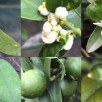 The most powerful fertilizer for onions, tomatoes and peppers. 200% higher yield