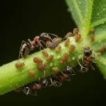 Put This On for 1 Hour in Your House – You Will Never See Flies, Mosquitoes, or Cockroaches Again!