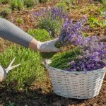 Don’t Waste Those Eggshells: Amazing Uses You Didn’t Know About!