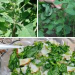 If you spot this in your garden, don’t be alarmed. Here’s what you should do next