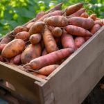 How to Remove Dirt and Mold from the Washing Machine Gasket?