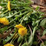 Stop Buying Beets! Grow Your Own with These 10 Easy Tips!