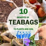 Don’t toss out your coffee grounds. Here are 10 brilliant ways to reuse them in your garden