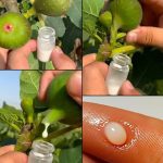 Baking Soda for a Thriving Garden: 10 Genius Ways to Boost Your Plants