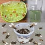 Stuffed Sweet Potatoes with Spinach, Mushroom, and Feta: A Healthy and Flavorful Meal