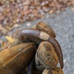 Just Mix Cloves with Coffee – You Might Never Go Back to Store-Bought Solutions