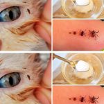 Mixing Rosemary with Cloves: A Secret No One Will Ever Tell You