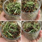 How to remove fleas from your cat or dog using simple and natural methods