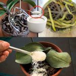 The Incredible Health Benefits of Garlic: A Detailed Exploration Backed by Research