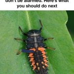 Building a Habitat Tripod to Feed and Shelter Small Birds in Your Garden: A Step-by-Step Guide