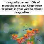 Supporting a Healthy Thyroid with Turmeric