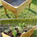 Purple Dead Nettle (Lamium purpureum): A Wild Ally for Circulation and Heart Health