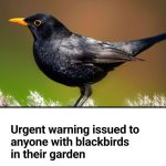 Any Time You See a Tomato with This Specific Appearance, Refrain from Eating It