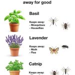 These Plants Are Oxygen Bombs & They Can Clean The Air In Your Home