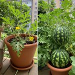 Homemade Cheese Recipe