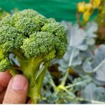 The Ultimate Guide to Growing Mushrooms at Home in Buckets for Endless Harvests