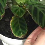 Purple Dead Nettle (Lamium purpureum): A Wild Ally for Circulation and Heart Health