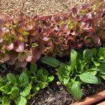 Repel Pests Naturally Using Mentholated Ointment: A Powerful Household Trick