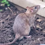 EASY STUFFED PEPPER SOUP