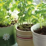 Tips for choosing ripe watermelons with red flesh, sweet, and paper-thin flesh