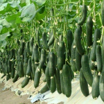 How to Eliminate Fleas, Ants, and Cockroaches from Your Home Forever