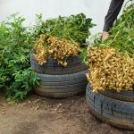 The Amazing Benefits of Ginger Tea