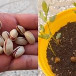 10 Brilliant Ways Baking Soda Can Revolutionize Your Garden