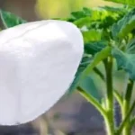 5 Natural, Safe, And Cruelty-Free Ways To Keep Mice Out Of The House