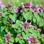 How To Prevent Houseplant Leaves From Turning Brown Around The Edges