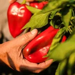 Mixing Rosemary with Cloves: A Secret No One Will Ever Tell You