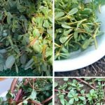 Turmeric in the Garden: The Secret Remedy of Expert Gardeners that No One Reveals to You