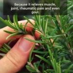 17 Plants That Thrive with Coffee Grounds – Boost Growth Naturally