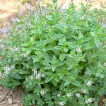 9 Companion Plants That Thrive Together In Containers & Grow Bags