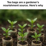 11 Plants That Promote A Positive Environment In Your Home