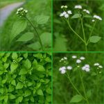 Summer Bucket List For Kids With Printable