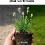 One Tablespoon in the Morning: A Natural Remedy for Frequent Constipation