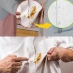 How to eliminate bed bugs – Powerful mix with cloves