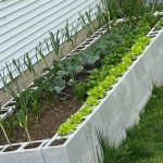 My Nana Swears by This Trick!” – A Natural Way to Keep Mosquitoes Away