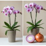 Here’s Why You Should Place Sliced Lemons Beside Your Bed at Night