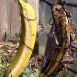 This Little-Known Spice Duo Will Revolutionize Your Daily Well-Being