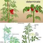 Who knew your veggie patch could start with a laundry basket