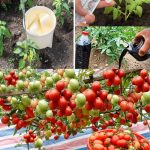 How to Grow an Avocado Anywhere in the World