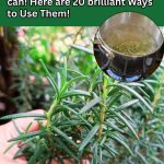 Queen Anne’s Lace (Daucus carota): Unveiling the Benefits of this Delicate Wildflower