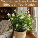 Renewed Knee! The Tea That Soothes Knee and Joint Discomfort